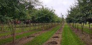 Genus Plant Sourcing, Holland