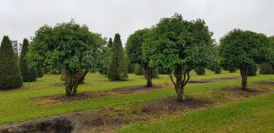 Genus Plant Sourcing, Holland